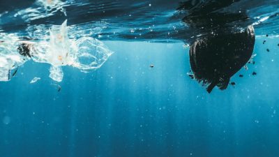 When you slip below the waterline, the ocean presents itself