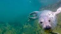 Few fish can outswim a seal. Seals fly through the waves, predators in their natural element. But, unlike fish, seals are air-breathing mammals whose ancestors only returned to the water from a life on land some 30 million years ago. […]