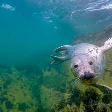 Few fish can outswim a seal. Seals fly through the