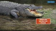 PARRISH, Fla. — Florida Fish and Wildlife Conservation Commission says it is investigating what led to an alligator being decapitated in Manatee County. The dead alligator was discovered on Thursday by officers near State Road 62 in Parrish, FWC says. […]