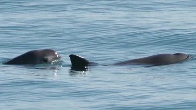 Vaquita, Kaliforniya Körfezi'nin üst kısmındaki küçük bir bölgede yaşayan, küçük,