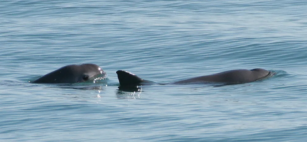 Vaquita, Kaliforniya Körfezi'nin üst kısmındaki küçük bir bölgede yaşayan, küçük,