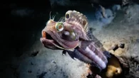 ‘Blenny With Attitude’ by Ralph Paprzkycki Check out the winning and highly commended images from our Big Shot Portraits underwater photography competition – as featured in our Spring ’25 print magazine The secret of a great portrait is the instant […]