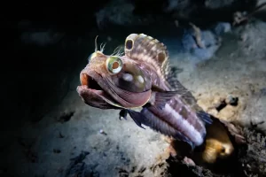 ‘Blenny With Attitude’ by Ralph Paprzkycki Check out the winning