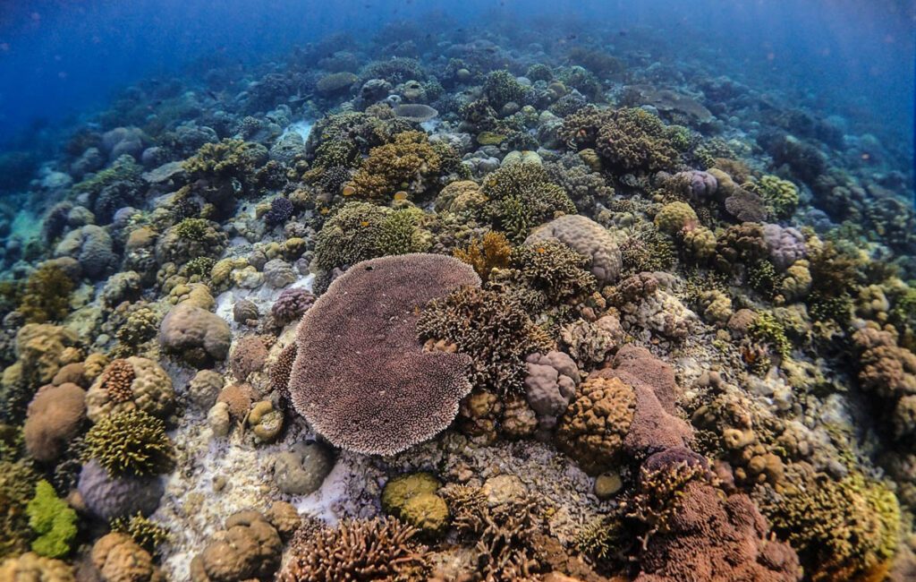 The Reef Environmental Education Foundation (REEF) is inviting divers, ocean