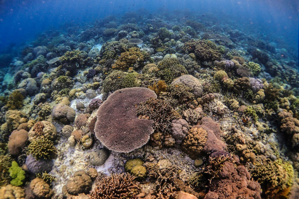 The Reef Environmental Education Foundation (REEF) is inviting divers, ocean