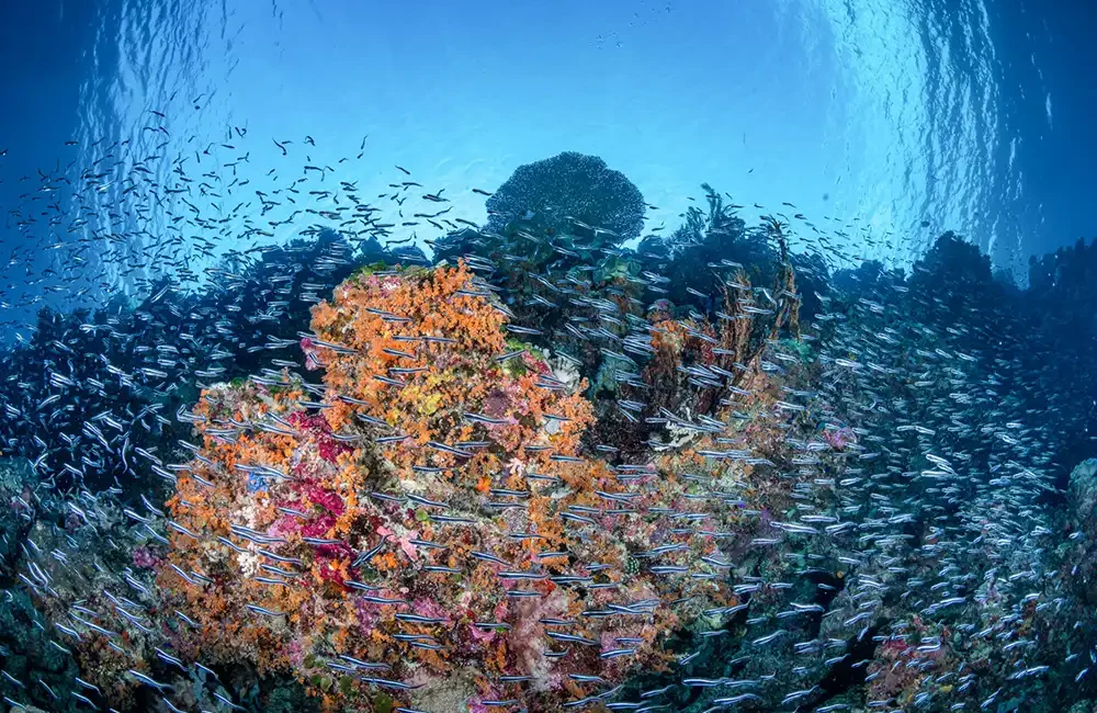 Hands-on reef restoration has captured the world’s attention, but Wakatobi