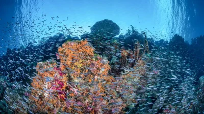 Hands-on reef restoration has captured the world’s attention, but Wakatobi