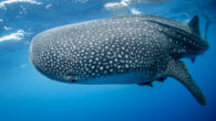 Diving with whale sharks is a dream shared by many underwater enthusiasts. These gentle giants, the largest fish in the ocean, evoke awe and wonder with their serene presence and graceful movements. From the azure waters of the Maldives to […]