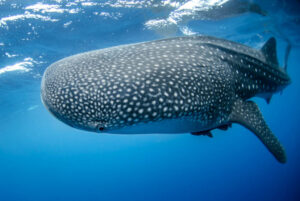 Diving with whale sharks is a dream shared by many