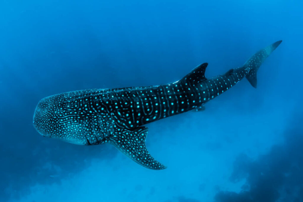 A conservation-focused dive operator in the Galápagos has announced a