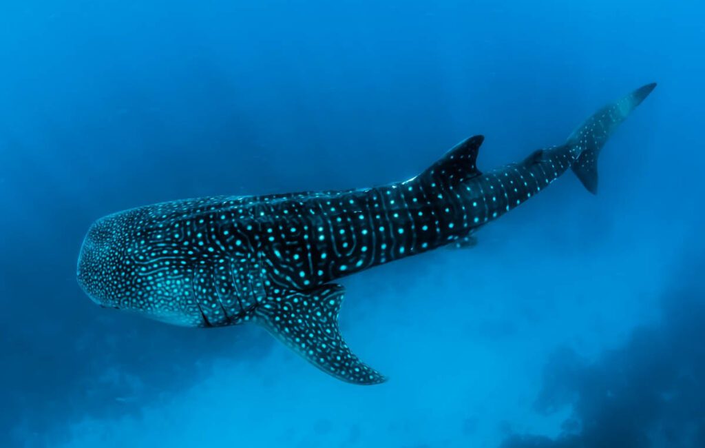 A landmark international agreement designed to protect vast areas of