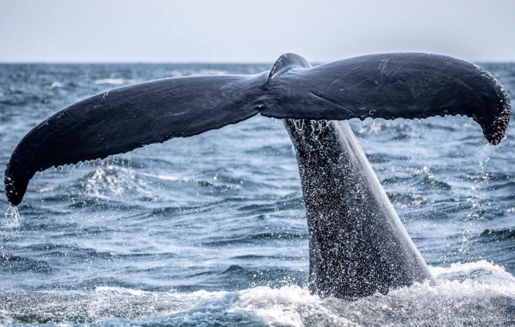 In Canada, cutting-edge technology is helping to safeguard endangered whale