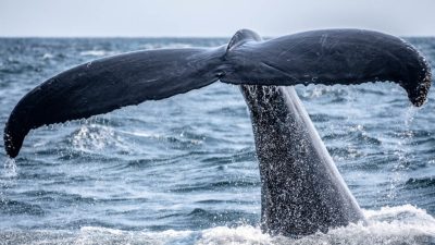 In Canada, cutting-edge technology is helping to safeguard endangered whale