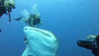 The Ministry of Environment announced on Tuesday that the Abu Galoum Protected Area in South Sinai is seeing the emergence of the whale shark. The shark’s reappearance in the area’s waters came during a campaign to clean-up the Red Sea […]