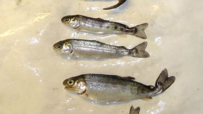 Stop the Spread of Whirling Disease A discussion of whirling disease, what it means for Alberta’s