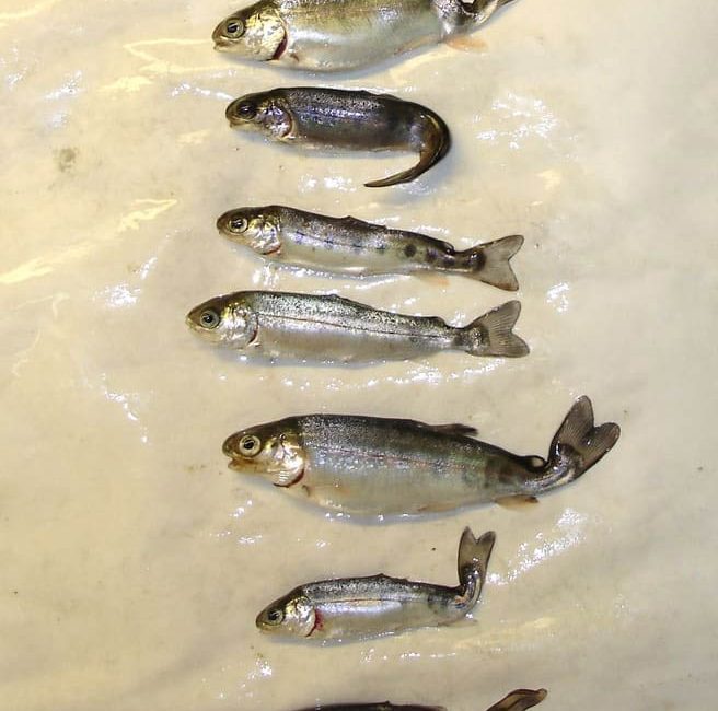 A discussion of whirling disease, what it means for Alberta’s