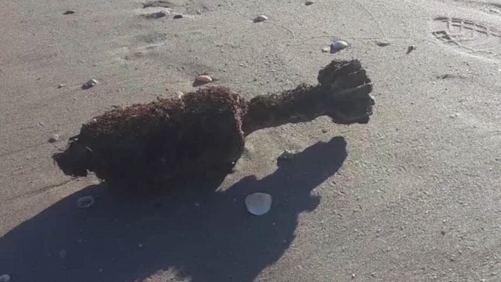 Scuba Diver Discovers World War II Bomb During Florida Shore Dive A routine shore dive off Florida’s Treasure Coast took an