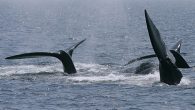 By Charlie McKenna Globe Correspondent The seasonal speed restriction on small vessels in Cape Cod Bay was extended Friday through May 15, a result of the ongoing presence of right whales in the area, according to the Massachusetts Division of […]