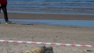 Hundreds of grey seal pups are dying on the shores of the Baltic Sea in Estonia and Latvia as the Nordic coastline faced the first winter without ice in decades, researchers said. URMALA, Latvia: Hundreds of grey seal pups are […]