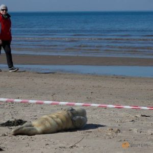 Hundreds of grey seal pups are dying on the shores
