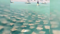 A day at the beach is always exciting, but Thursday was a day that beachgoers are unlikely to ever forget. It was one stingray after another, after another. They just kept coming. The video below from Yolo Watersports in Captiva, […]