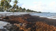 Sargassum deniz yosunu kütlesinin Meksika Körfezi’nden ilerleyerek Florida kıyılarına yöneldi. Atlantik Okyanusunda oluşan büyük bir Sargassum deniz yosunu kütlesinin Meksika Körfezi hattı boyunca ilerleyerek Florida kıyılarına yöneldiği bildirildi. Her yıl, yılın bu zamanları oluşan ve 5.000 milden fazla bir alana […]