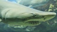 By ALEXI COHAN Tiger sharks appear to hunker down and weather a hurricane as if nothing happened, while other less-brave sharks evacuate shallow waters, according to a recent study. “I was amazed to see that big tiger sharks didn’t evacuate […]