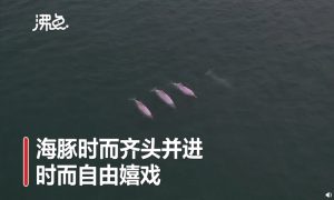 Five rare pink Chinese White dolphins were unexpectedly spotted by