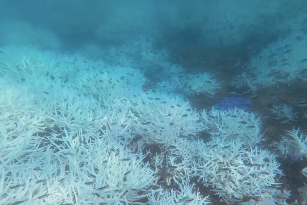 Hard coral cover across the Great Barrier Reef (GBR) has