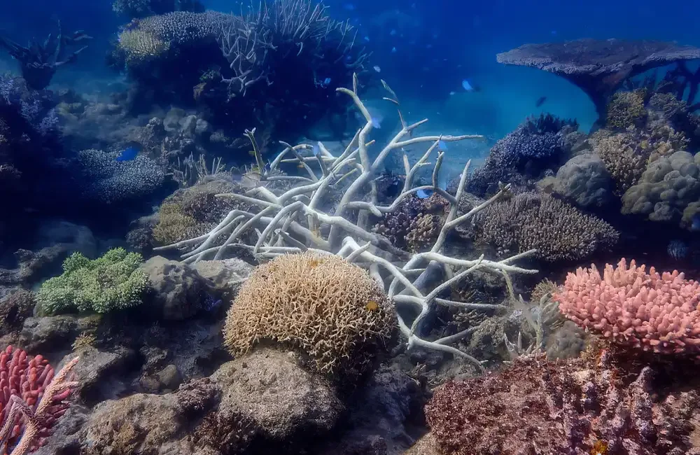 The Great Barrier Reef’s hard coral cover remained stable or