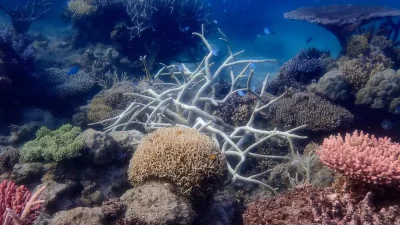 The Great Barrier Reef’s hard coral cover remained stable or
