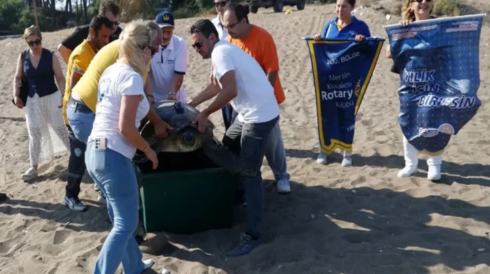 Yaklaşık 97 santimetrelik kabuğuyla bugüne kadar proje kapsamında takip altına