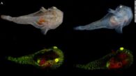 This adaptation help the tiny snailfish survive in the region’s harsh waters. By Tiffany Duong Scientists have discovered a glowing snailfish in the Arctic full of naturally occurring antifreeze proteins that help it survive in subzero waters. “Similar to how […]