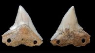 New studies show that shark meat may have constituted half of their diet and that the beasts’ teeth were used as arrow tips and razor blades In a snowy forest near Montreal, Martin Lominy aimed his bow at a butchered […]