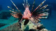 Aslan Balığı,Pterois volitans Hint-Pasifik kökenli bir türdür. Doğal yaşam ortamında (anavatanında) predatörleri nedeniyle kontrol altında bir tür olmasına karşın, Karayip denizinde, ABD’nin doğu kıyılarında ve Akdeniz’de istilacı bir tür olarak tanımlanmıştır. Ülkemiz denizlerindeki popülasyon artışı ve yayılım hızı oldukça yüksektir. […]