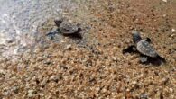 Aydın’ın Kuşadası ilçesinde bulunan Şahika Plajı’na, 28 Haziran’da yuva yapan caretta caretta türü deniz kaplumbağasının yavru çıkışları tamamlandı. Türkiye’de deniz kaplumbağası yuvalama bölgesi dışında olan Kuşadası’nın Güzelçamlı Mahallesi’ndeki Şahika Plajı’na 28 Haziran’da yumurta bırakan bir caretta carettanın yuvası, 48 gün […]