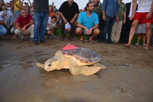 Muğla’daki Deniz Kaplumbağaları Araştırma, Kurtarma ve Rehabilitasyon Merkezi (DEKAMER) görevlileri