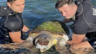 İskenderun sahil kıyısında bir kaplumbağanın denizin üzerinde bir anda belirip hareketsiz durduğunu görenler, durumu yetkililere bildirdi. İhbar üzerine bölgeye sahil güvenlik ekipleri sevk edildi. Ekipler, kaplumbağanın nesli tükenmekte olan caretta caretta olduğunu ve telef olduğunu tespit etti. Dalgıçların yardımı ile […]
