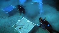 Akdeniz Koruma Derneği, dünyadaki bitki habitatları içinde en fazla karbon depolama özelliğine sahip deniz çayırlarının neslinin devamı için Gökova Körfezinde sürdürdüğü kafesleme çalışmalarını sürdürüyor. Akdeniz Koruma Derneği, dünyadaki bitki habitatları içinde en fazla karbon depolama özelliğine sahip deniz çayırlarının neslinin […]