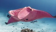 A photographer in Australia managed to capture new images of the pink-colored manta stingray, discovered in 2015 and viewed only 7 times. The photographer, who shared the images he captured over the internet, enabled the manta stingray to go viral. […]