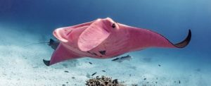 A photographer in Australia managed to capture new images of