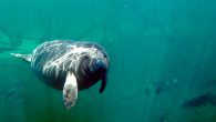 Andrew Quintana (WTSP), Associated Press The unprecedented rate at which Florida’s manatees are dying has prompted lawmakers to direct $8 million from the state’s budget towards aiding the native sea cows. The funding would go towards habitat restoration and restoring […]