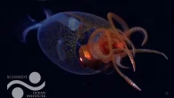 The first confirmed live observation of the colossal squid, Mesonychoteuthis hamiltoni, in its natural habitat (Photo: ROV SuBastian/Schmidt Ocean Institute) By DIVE Staff The first ever footage of a colossal squid (Mesonychoteuthis hamiltoni) in its natural environment has been filmed by […]