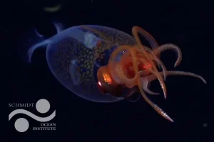 The first confirmed live observation of the colossal squid, Mesonychoteuthis hamiltoni,