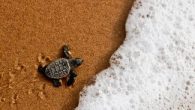 A group of Senegalese fishermen are working to protect the endangered turtles they once hunted. Green sea turtles nest on the West African beaches, facing pollution, fishing nets and poaching in as they come ashore. Thirty years ago, their meat […]