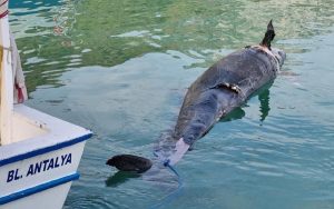Antalya’da kıyıya yaklaşık 5 metre uzunluğunda yalancı katil balina ölüsü