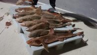 İstanbul Gürpınar Su Ürünleri Hali’nde boy ve tür yasaklarına aykırı olarak avlanan yaklaşık 2.5 ton ağırlığında, 145 kutu istavrit, 8 kutu tekir ve 8 adet camgöz köpekbalığına el konuldu. Beylikdüzü’nde bulunan Gürpınar Su Ürünleri Hali’nde hafta sonu denetim yapıldı. Denetime, […]