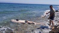 Muğla’nın Datça ilçesinde kıyıya vuran yaklaşık 3 metre boyundaki dev köpekbalığını gören vatandaşlar gözlerine inanamadı. Edinilen bilgiye göre, Datça Gereme Koyu’nda kıyıya yakın bir noktada denizde köpek balığı gören vatandaşlar durumu Sahil Güvenlik ekiplerine bildirdi. Yapılan ihbar ile bölgeye Datça […]