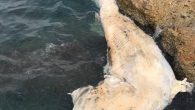 Hatay’ın İskenderun Körfezi’nde kıyıya vuran yaklaşık 12 metre boyundaki uzun balina (balaenoptera physalus) yavrusu, yapılan incelemenin ardından denizden çıkarılarak İskenderun Teknik Üniversitesi (İSTE) bahçesine gömülecek. İskenderun Körfezi’nde balıkçılar tarafından fark edilen ölü yavru balina, Denizciler Mahallesi’nde kıyıya vurdu. Yaklaşık 12 […]